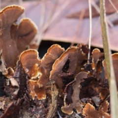 Stereum sp. at Broulee Moruya Nature Observation Area - suppressed