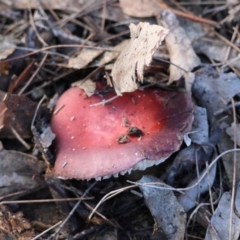 Russula sp. (Russula) at Broulee Moruya Nature Observation Area - 6 Jul 2024 by LisaH