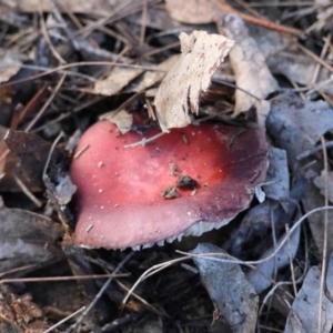 Russula sp. (genus) at Broulee Moruya Nature Observation Area - 6 Jul 2024