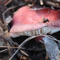 Russula sp. (genus) at Broulee Moruya Nature Observation Area - 6 Jul 2024