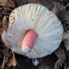 Russula sp. (genus) at Broulee Moruya Nature Observation Area - 6 Jul 2024