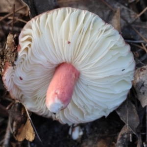 Russula sp. (genus) at Broulee Moruya Nature Observation Area - 6 Jul 2024