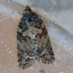 Capua dura (A Tortricid moth) at Broulee Moruya Nature Observation Area - 6 Jul 2024 by LisaH