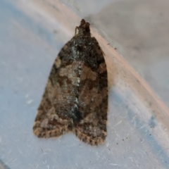 Capua dura at Broulee Moruya Nature Observation Area - suppressed