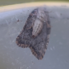 Capua dura at Broulee Moruya Nature Observation Area - suppressed