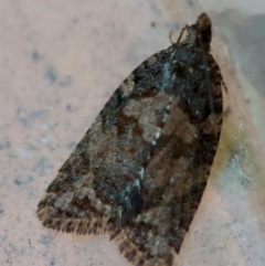 Capua dura at Broulee Moruya Nature Observation Area - suppressed