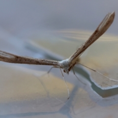 Hellinsia balanotes (Pterophorinae) at Broulee Moruya Nature Observation Area - 6 Jul 2024 by LisaH