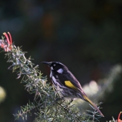 Phylidonyris novaehollandiae (New Holland Honeyeater) at ANBG - 6 Jul 2024 by LINUSTUDIO