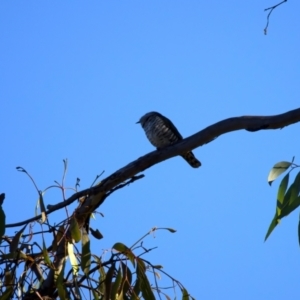 Chrysococcyx lucidus at Mount Ainslie - 6 Jul 2024