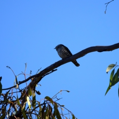 Chrysococcyx lucidus (Shining Bronze-Cuckoo) at Mount Ainslie - 6 Jul 2024 by jb2602