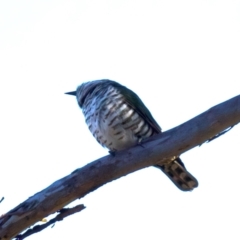 Chrysococcyx lucidus at Mount Ainslie - 6 Jul 2024