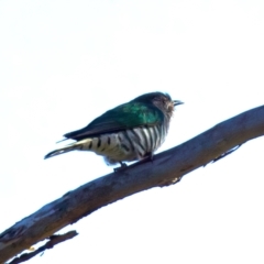 Chrysococcyx lucidus at Mount Ainslie - 6 Jul 2024