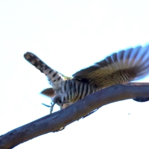 Chrysococcyx lucidus at Mount Ainslie - 6 Jul 2024