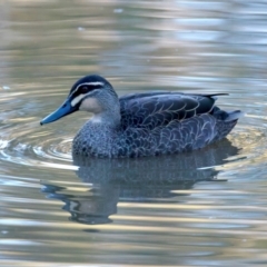 Anas superciliosa (Pacific Black Duck) at Mount Ainslie - 6 Jul 2024 by jb2602