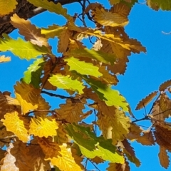 Quercus canariensis (Algerian Oak) at Hughes, ACT - 6 Jul 2024 by Mike