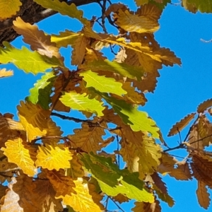 Quercus canariensis at Hughes, ACT - 6 Jul 2024