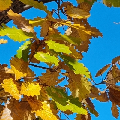 Quercus canariensis (Algerian Oak) at Hughes, ACT - 6 Jul 2024 by Mike