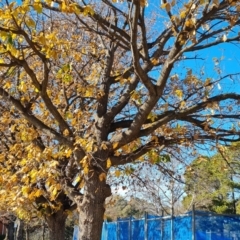 Quercus canariensis at Hughes, ACT - 6 Jul 2024