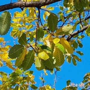 Quercus canariensis at Hughes, ACT - 6 Jul 2024