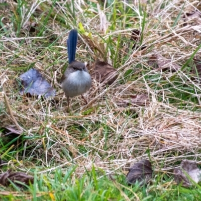 Malurus cyaneus (Superb Fairywren) at Penrose, NSW - 29 Jun 2024 by Aussiegall