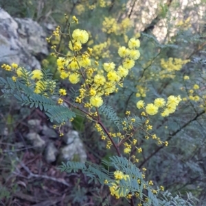 Acacia terminalis (Sunshine Wattle) at Penrose, NSW by Aussiegall