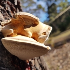 Unidentified Shelf-like to hoof-like & usually on wood at Penrose, NSW - 26 Jun 2024 by Aussiegall