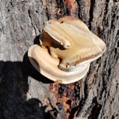 zz Polypore (shelf/hoof-like) at Penrose, NSW - suppressed