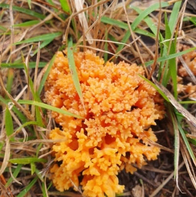 Ramaria sp. (genus) (A Coral fungus) at Penrose, NSW - 6 Jul 2024 by Aussiegall