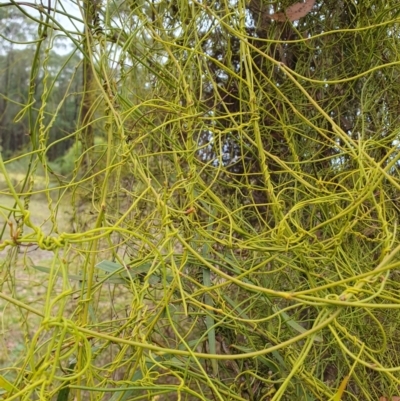 Cassytha (genus) (Dodder) at Penrose, NSW - 6 Jul 2024 by Aussiegall