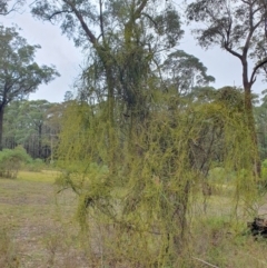 Cassytha sp. at Penrose, NSW - 6 Jul 2024