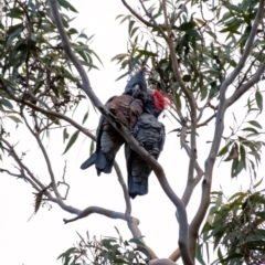 Callocephalon fimbriatum (Gang-gang Cockatoo) at Penrose, NSW - 2 Jul 2024 by Aussiegall