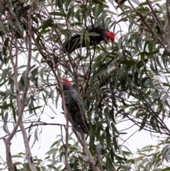 Callocephalon fimbriatum at Penrose, NSW - 2 Jul 2024