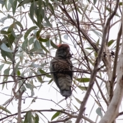 Callocephalon fimbriatum at Penrose, NSW - suppressed
