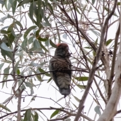 Callocephalon fimbriatum at Penrose, NSW - 2 Jul 2024