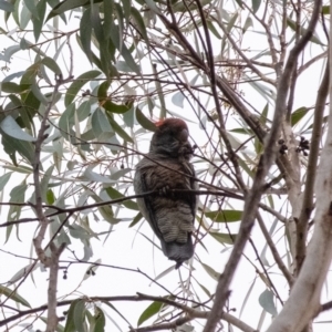 Callocephalon fimbriatum at Penrose, NSW - suppressed