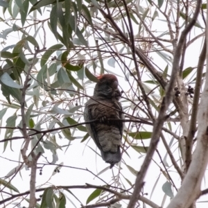 Callocephalon fimbriatum at Penrose, NSW - 2 Jul 2024