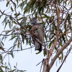 Callocephalon fimbriatum at Penrose, NSW - 2 Jul 2024