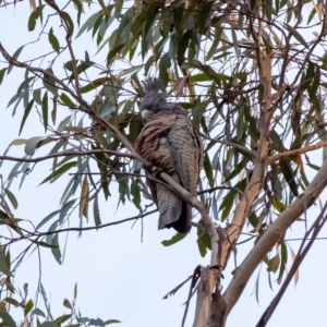 Callocephalon fimbriatum at Penrose, NSW - suppressed