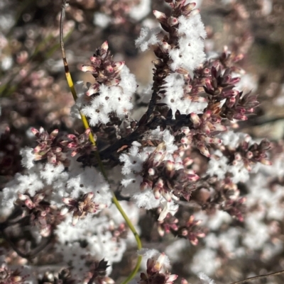 Styphelia attenuata (Small-leaved Beard Heath) at Melrose - 6 Jul 2024 by JaneR