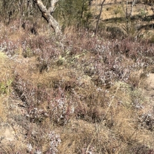 Leucopogon attenuatus at Melrose - 6 Jul 2024