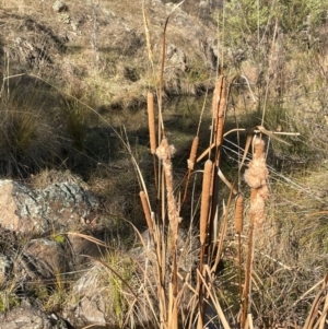 Typha domingensis at Conder, ACT - 6 Jul 2024