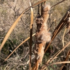 Typha domingensis at Conder, ACT - 6 Jul 2024