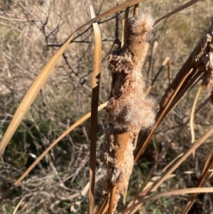 Typha domingensis at Conder, ACT - 6 Jul 2024 02:16 PM