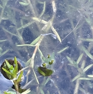 Crassula helmsii at Theodore, ACT - 6 Jul 2024