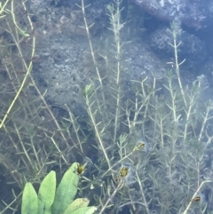 Crassula helmsii at Theodore, ACT - 6 Jul 2024