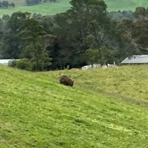 Vombatus ursinus at Kangaroo Valley, NSW - suppressed