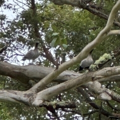 Chenonetta jubata (Australian Wood Duck) at Kangaroo Valley, NSW - 6 Jul 2024 by lbradley