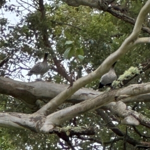 Chenonetta jubata at Kangaroo Valley, NSW - 6 Jul 2024