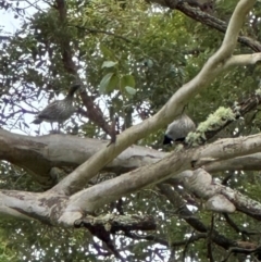 Chenonetta jubata at Kangaroo Valley, NSW - suppressed