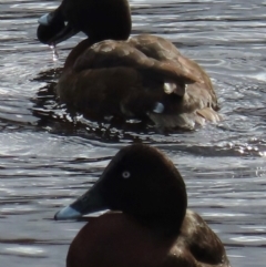 Aythya australis at Lyneham, ACT - 5 Jul 2024